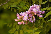 New Mexico Locust (Robinia neomexicana) - Zion National Park