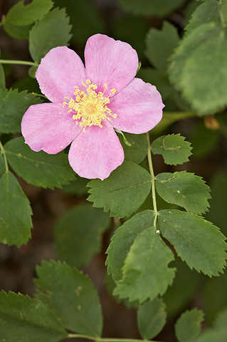 Woods' Rose (Rosa woodsii). Zion National Park - July 3, 2010.
