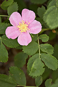 Woods' Rose (Rosa woodsii) - Zion National Park