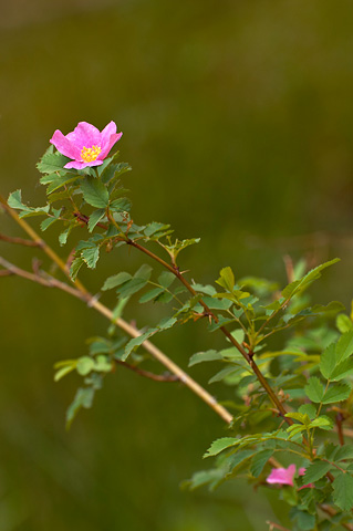 Woods' Rose (Rosa woodsii). Zion National Park - May 12, 2006.