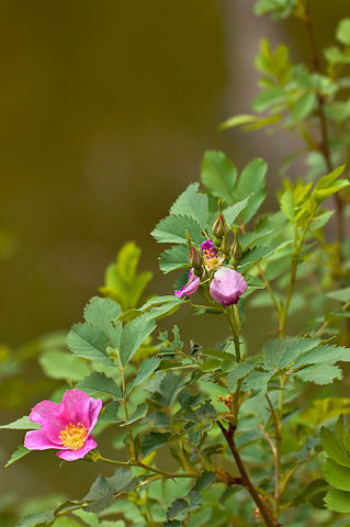Woods' Rose (Rosa woodsii). Zion National Park - May 12, 2006.