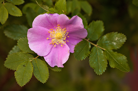 Woods' Rose (Rosa woodsii). Zion National Park - May 2, 2010.