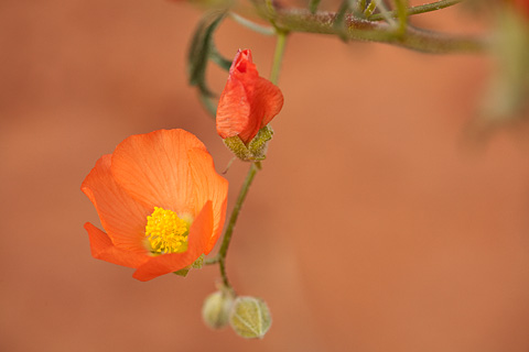 Gooseberryleaf Globemallow (Sphaeralcea grossulariifolia). Zion National Park - April 25, 2008.
