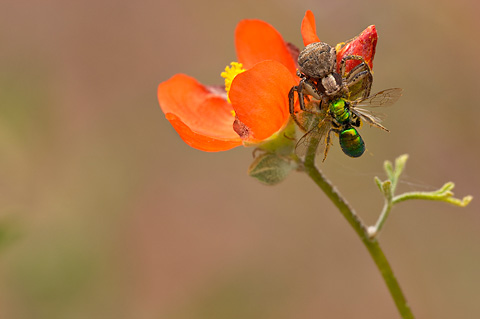 Gooseberryleaf Globemallow (Sphaeralcea grossulariifolia). Zion National Park - May 14, 2005.