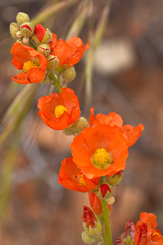 Gooseberryleaf Globemallow (Sphaeralcea grossulariifolia). Zion National Park - May 14, 2005.