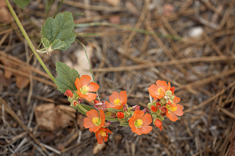 Smallflower Globemallow (Sphaeralcea parvifolia). Zion National Park - July 4, 2010.