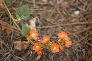 Smallflower Globemallow (Sphaeralcea parvifolia) - Zion National Park