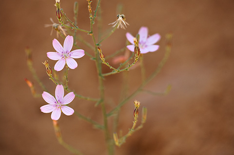 Small Wirelettuce (Stephanomeria exigua). Zion National Park - July 25, 2010.