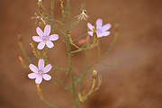 Small Wirelettuce (Stephanomeria exigua) - Zion National Park