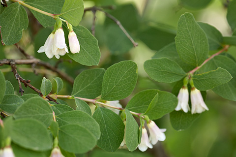 Utah Snowberry (Symphoricarpos oreophilus). Zion National Park - July 3, 2010.