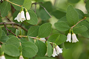 Utah Snowberry (Symphoricarpos oreophilus) - Zion National Park
