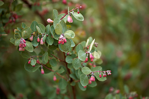 Utah Snowberry (Symphoricarpos oreophilus). Zion National Park - May 22, 2009.