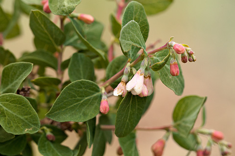 Utah Snowberry (Symphoricarpos oreophilus). Zion National Park - June 11, 2010.