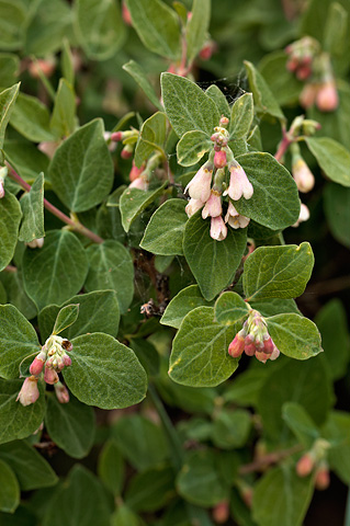 Utah Snowberry (Symphoricarpos oreophilus). Zion National Park - June 11, 2010.