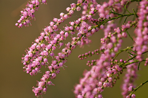 Tamarisk (Tamarix chinensis). Zion National Park - May 16, 2010.
