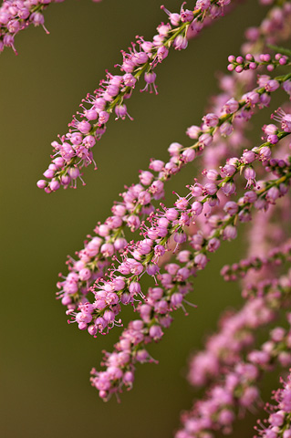 Tamarisk (Tamarix chinensis). Zion National Park - May 16, 2010.