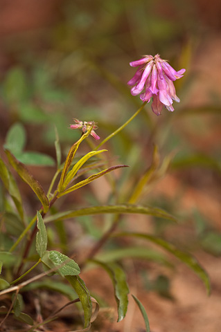 Lean Clover (Trifolium macilentum). Zion National Park - May 2, 2010.