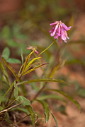 Lean Clover (Trifolium macilentum) - Zion National Park