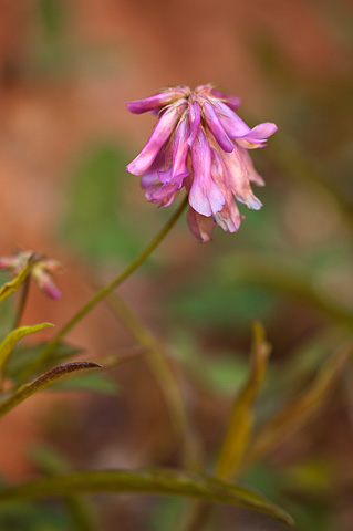 Lean Clover (Trifolium macilentum). Zion National Park - May 2, 2010.