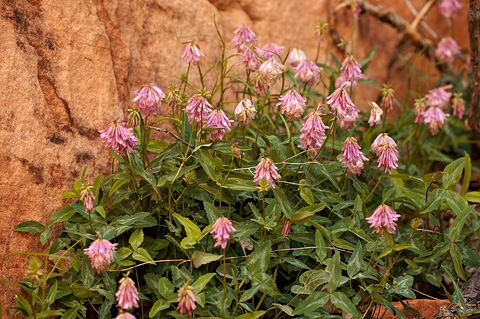 Lean Clover (Trifolium macilentum). Zion National Park - May 2, 2010.