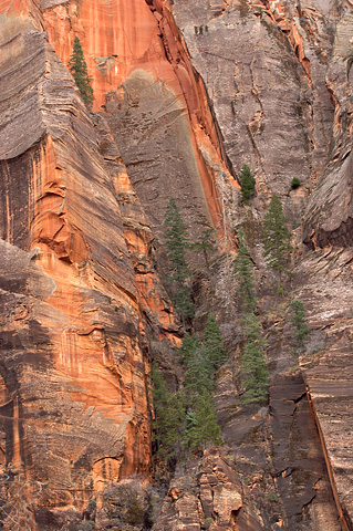 Evergreens embedded in the cliff side. Zion National Park - February 18, 2006.