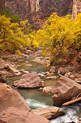 A riverside walk - Zion National Park