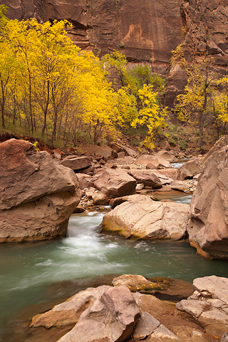 Green and gold. Zion National Park - October 29, 2007.