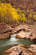 Green and gold - Zion National Park