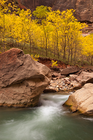 Green and gold. Zion National Park - October 29, 2007.