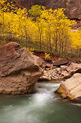 Green and gold - Zion National Park