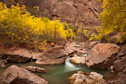 Good as gold. Zion National Park - October 29, 2007.