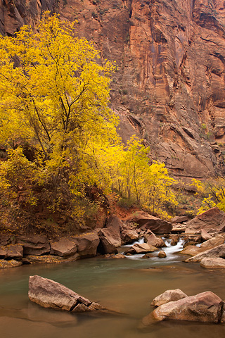 A gold procession. Zion National Park - October 29, 2007.