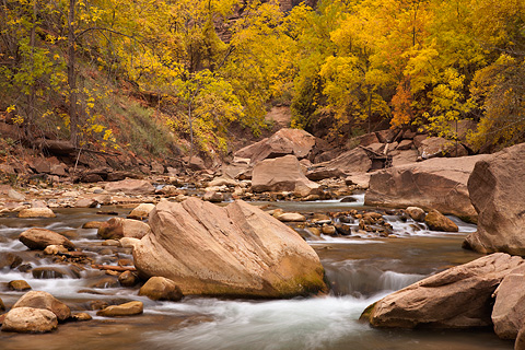 The fleeting embrace of fall. Zion National Park - October 29, 2007.