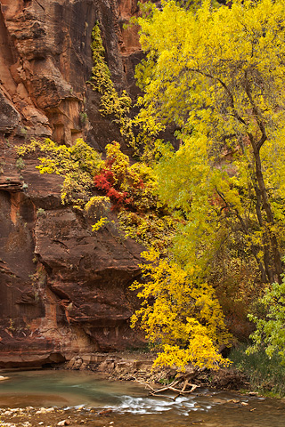 Seeing red. Zion National Park - October 29, 2007.