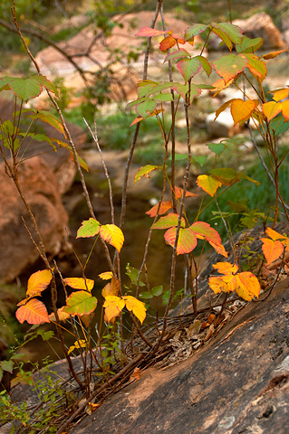 A burst of color. Zion National Park - October 8, 2004.