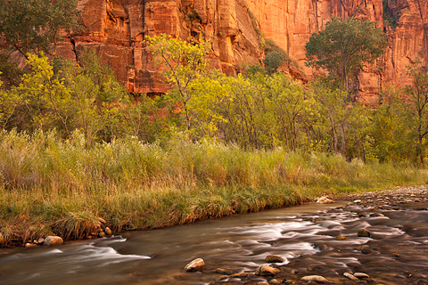 Life beneath the coral cliffs. Zion National Park - October 16, 2008.