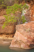 Bedrock blanket - Zion National Park