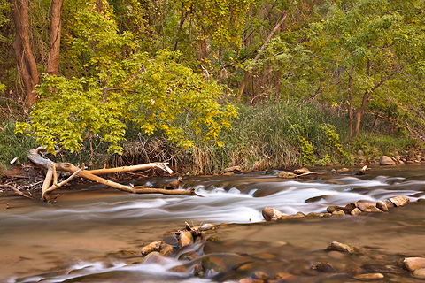 Desert oasis. Zion National Park - October 17, 2008.