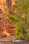 Rounding the bend - Zion National Park