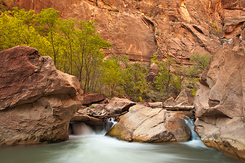 Layers of life. Zion National Park - October 17, 2008.