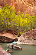 Soft canyon light - Zion National Park