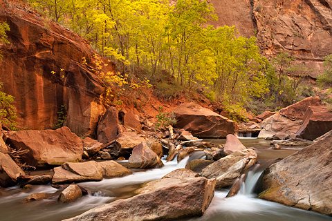 Fall color descends upon the canyon floor. Zion National Park - October 18, 2008.