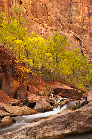 Tall, tall trees. Zion National Park - October 18, 2008.