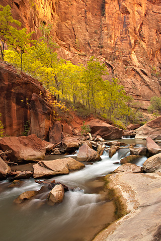 Radiant colors. Zion National Park - October 18, 2008.