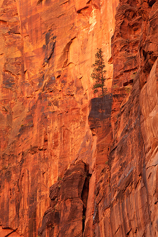 Red cliffs. Zion National Park - October 18, 2008.