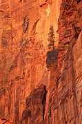 Red cliffs - Zion National Park