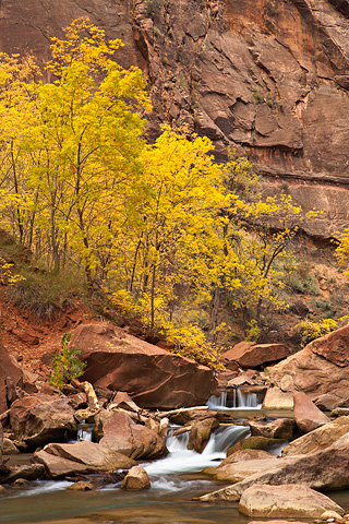 Fall color along the Virgin River. Zion National Park - October 31, 2008.