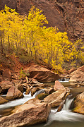 All things fall - Zion National Park