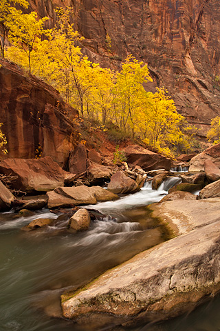 The river rushes past an array of golden leaves. Zion National Park - October 31, 2008.