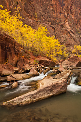 Golden showers. Zion National Park - October 31, 2008.